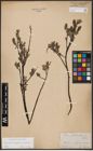 Foto von Salix aurita L. x Salix lapponum L. x Salix myrtilloides L.